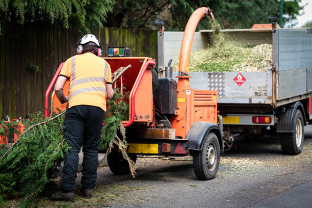 Best Tree Trimming Near Me  in USA